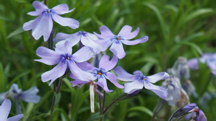 羊山公園の芝桜：オーキントンブルー