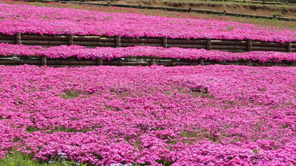 羊山公園の芝桜：マックダニエルクッション