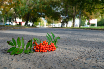 fallen bunch of mountain ash on asphalt