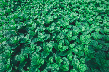 Fototapeta na wymiar green mint plant in growth at vegetable garden
