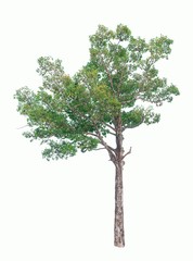 Fototapeta premium Isolated tree on white background.