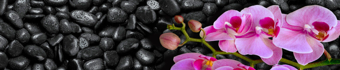 Panele Szklane  Różowa orchidea leży na czarnych kamieniach