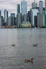 City skyline and birds