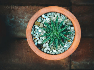 Variety of cactus and succulent plants in the pot. Top view. Corner border against a mortar background with copy space.