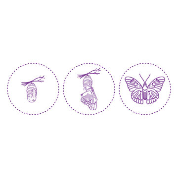 Butterfly And Metamorphosis Period Vector Drawing