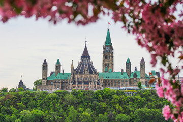 Flowers overlooking city