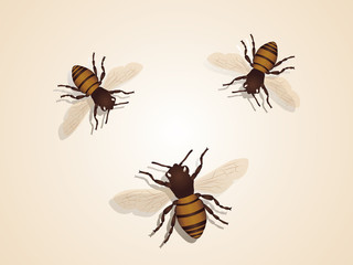 Detailed and natural looking bee illustration