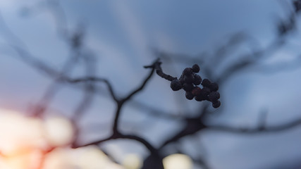 Burnt juniper berries at warm sunset closeup