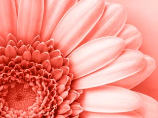 Lebender korallenfarbener Hintergrund, Farbe des Jahres 2019. © kramynina