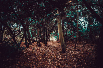 sunset in the forest