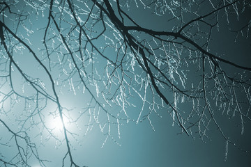 Tree branches frozen in the ice on dark background