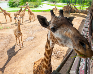 giraffe in the zoo. Safari park in Thailand