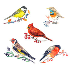 Winter birds variety set sitting on different branches with berries, great tit, Luscinia svecica volgae, cardinal, goldfinch and bullfinch, hand painted isolated watercolor illustration - obrazy, fototapety, plakaty