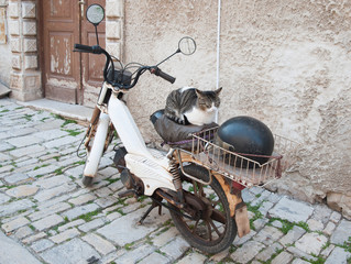 Кот на мопеде