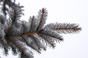 The branches of blue spruce or pine. Needles are covered with frost and water droplets. Christmas background.