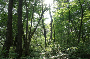 長野の大峰山の森の木漏れ日