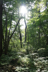 長野の大峰山の森林の木漏れ日