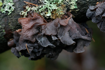Tremella foliacea, common names include leafy brain, jelly leaf, and brown witch's butter
