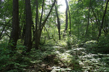 長野の大峰山の森林と木漏れ日