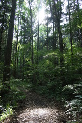 森の中の木漏れ日のスポットライト