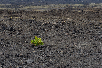 Canary islands lanzarote volcano lava outdoor nature day