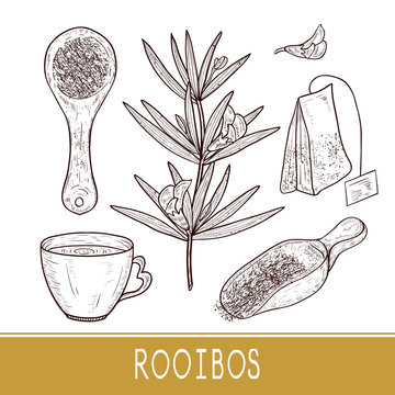 Rooibos. Plant. Scoop of tea, cup, sachet. Sketch. Set.