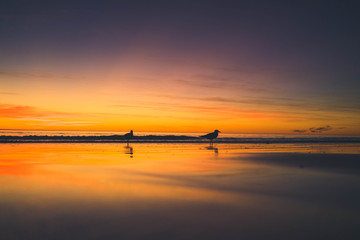 Birds at Cable Beach