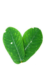 Fototapeta na wymiar Leaf of Ringworm bush Close up