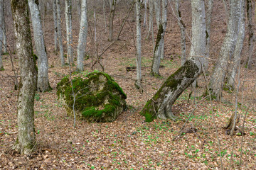 Fototapeta premium winter southern forest, stone and wood covered with moss