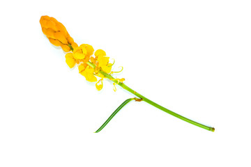 Flower Candelabra bush Close up