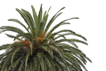 palmera