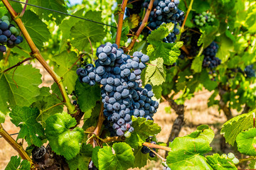 Naklejka premium Branch of red wine grapes