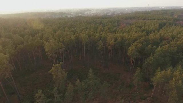 A top view of forest landskape. The quadcopter flies over the coniferous forest. Shooting from the drone.