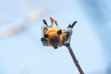 Bat hanging upside down on the tree