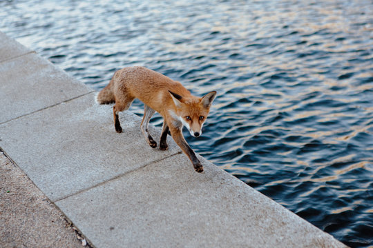 A wild fox in Berlin 