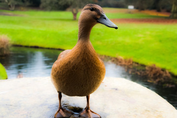 Female duck close up portrait