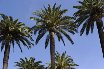 Obraz na płótnie Canvas palmeras