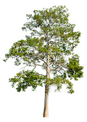 The tree is completely separated from the white ba background Scientific name Dipterocarpus alatus