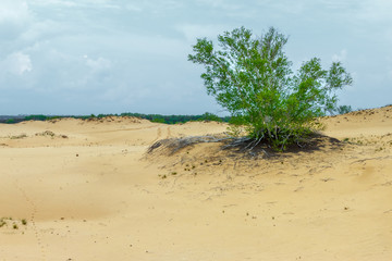 The group aspen trees among the sandy desert. The desertification ecological problem concept