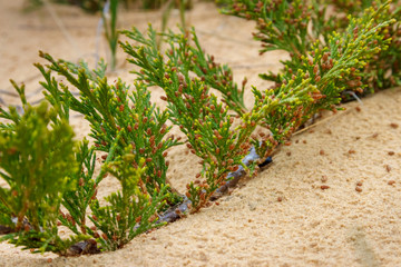 The branch of the savin juniper shrub (binomial name Juniperus sabina) lying on the sandy ground. Rostov-on-Don region, Russia