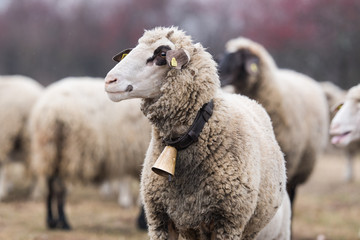 Bautiful sheep with bell round her neck