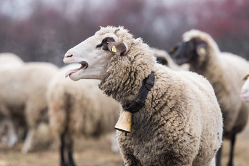 Bautiful sheep with bell round her neck