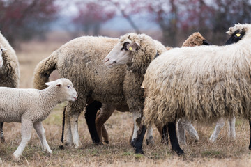 Herd of sheep on pasture