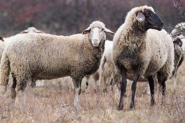 Herd of sheep on pasture