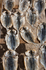 Fish put to dry in the sun on the beach in Portugal