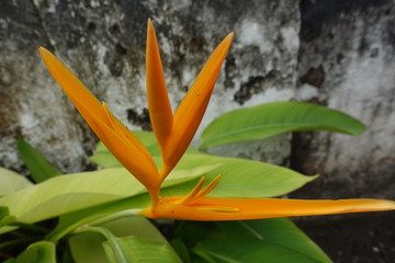 Close up of plant