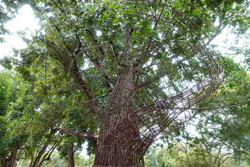 Fototapeta premium Trees