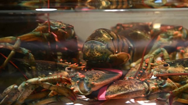 4K Group of live lobsters in a tank inside a restaurant