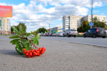 bunch of red mountain ash on a background of urban streets road, clear day of blue sky and cars