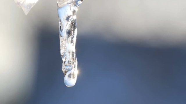 One thin melting icicle sparkles in the sun against the blue sky. Drops of water flow in icicle